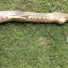 Lion Engraved Head Axe with Beautiful Ash Wood Handle