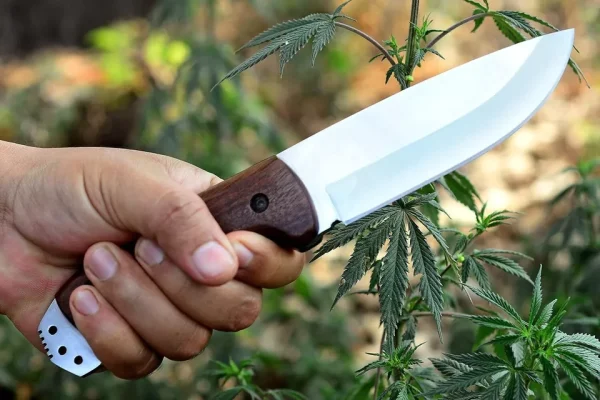 Hunting Knife 5''Blade/10''Full-Tang Fixed Blade Rosewood Handle Knife